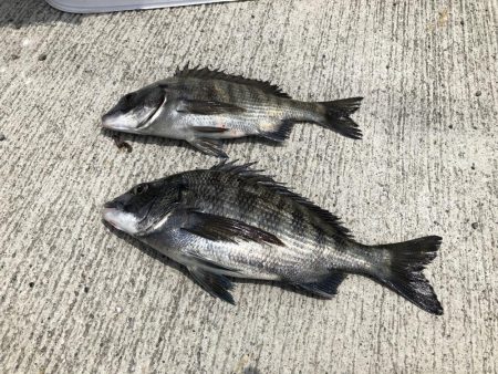 令和初の釣果はフカセ釣りのチヌでした♪