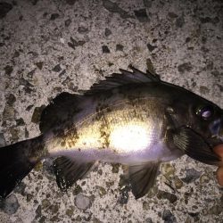 まだまだメバル釣り