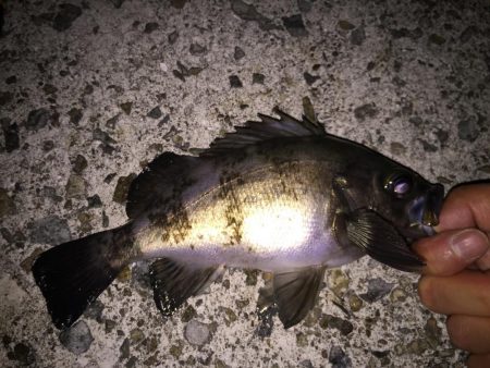 まだまだメバル釣り