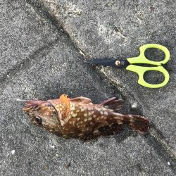 クジメとガシラ