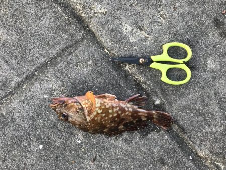 クジメとガシラ