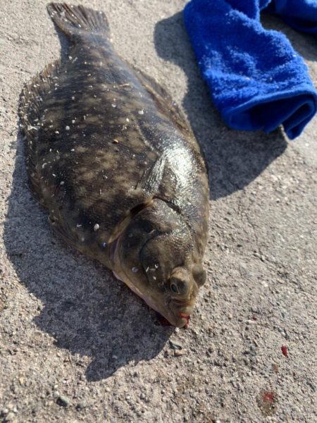 何でも釣れる富山湾
