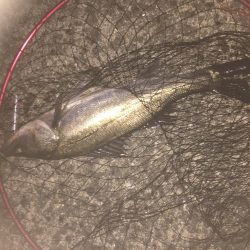 太バチにょろにょろ