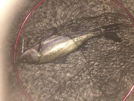 太バチにょろにょろ