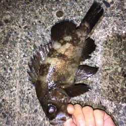 ガンシップ45Fでナイサイメバル