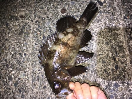 ガンシップ45Fでナイサイメバル