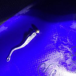 令和遠征アジング爆釣