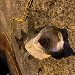 のませ釣り!シーバス80超え!