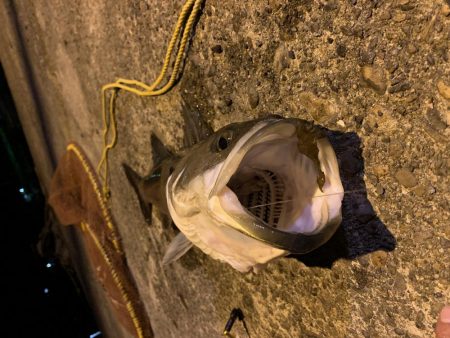 のませ釣り!シーバス80超え!