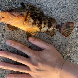 タケノコメバルさんじゃないか！