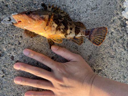 タケノコメバルさんじゃないか！