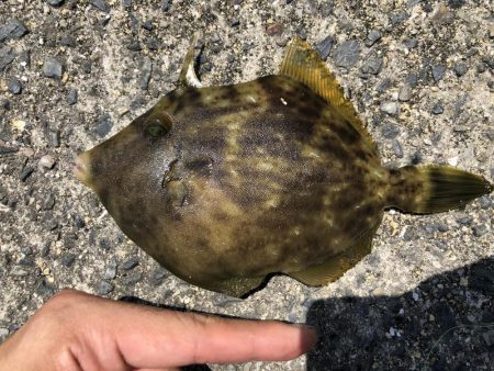 カワハギとキス