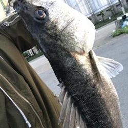 バチ抜けランカーシーバス