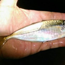 メバル狙い・・・のはずが