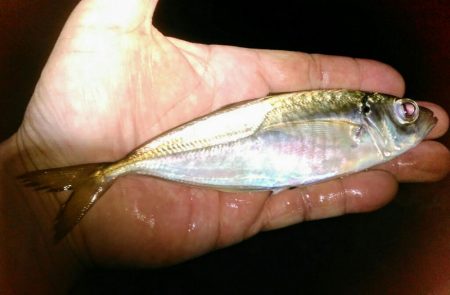 メバル狙い・・・のはずが