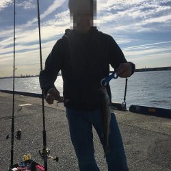 またもやシーバス