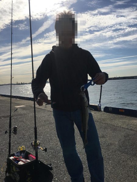 またもやシーバス