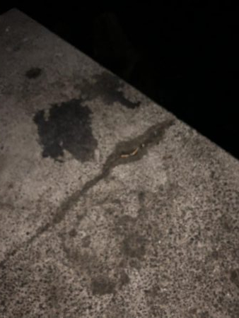 イカ釣りのはずがタコに