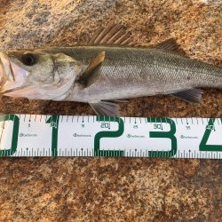 シーバス高活性