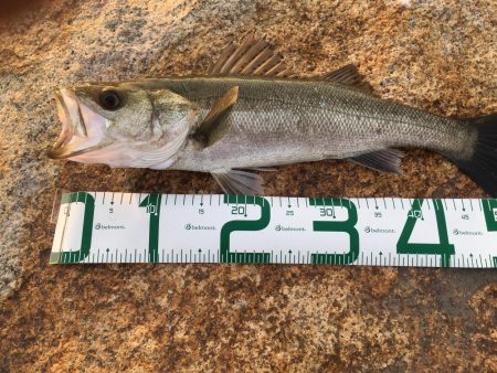 シーバス高活性