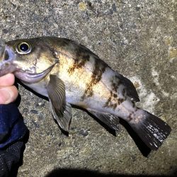 ナイトメバリング