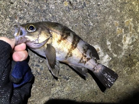 ナイトメバリング