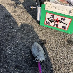 コウイカ（シリヤケイカ）