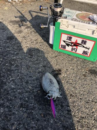 コウイカ（シリヤケイカ）