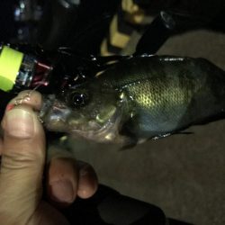 メバル、ミミイカ、タコ