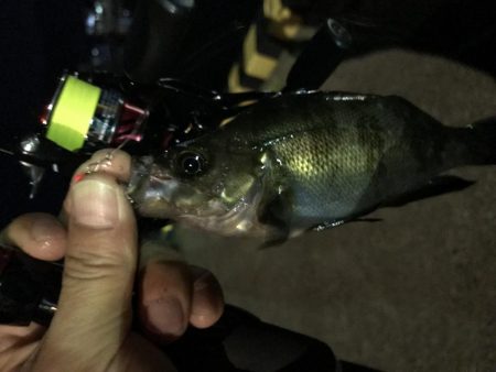 メバル、ミミイカ、タコ