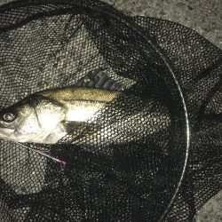 サゴシ狙いが…。