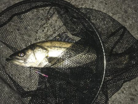 サゴシ狙いが…。