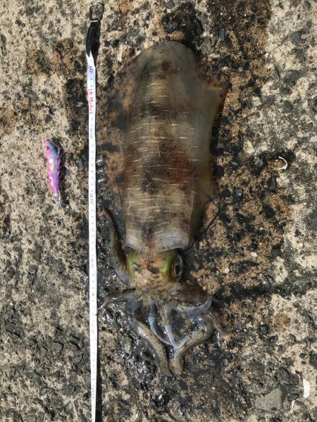 エギング始めて半年