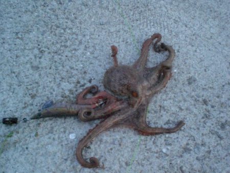 いたら一発タコ