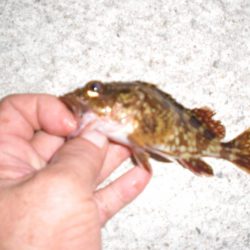 何が釣れるか・