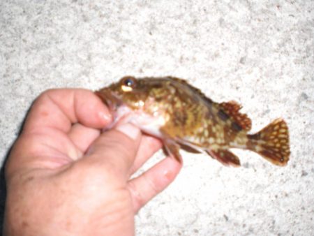 何が釣れるか・