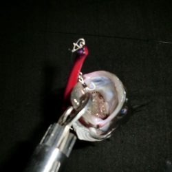 ショートバイト