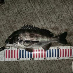 まだまだバチシーバス