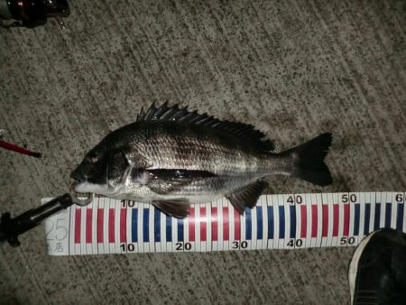 まだまだバチシーバス