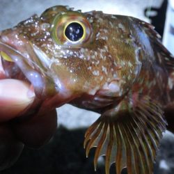 ガシラとサバの乱舞