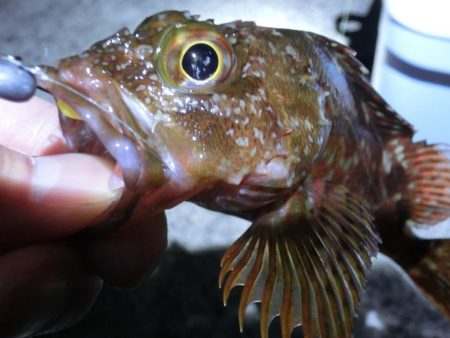 ガシラとサバの乱舞