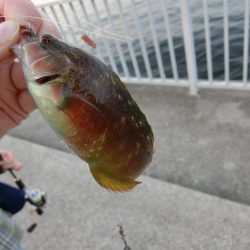 ガシラとベラのオンパレード