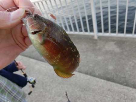 ガシラとベラのオンパレード