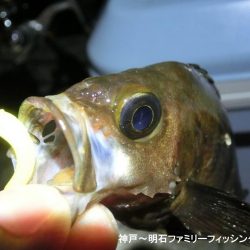 メバル激渋だが期待を裏切らないガッシー