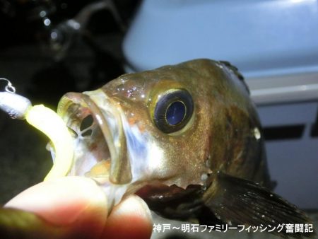 メバル激渋だが期待を裏切らないガッシー