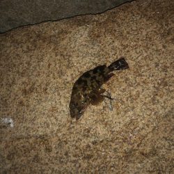 メバルももう終わりかな？