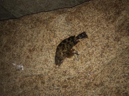 メバルももう終わりかな？