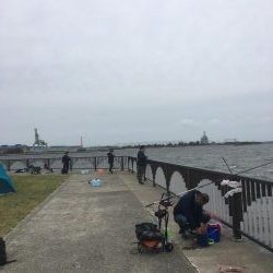 今年は鯖が長い!?