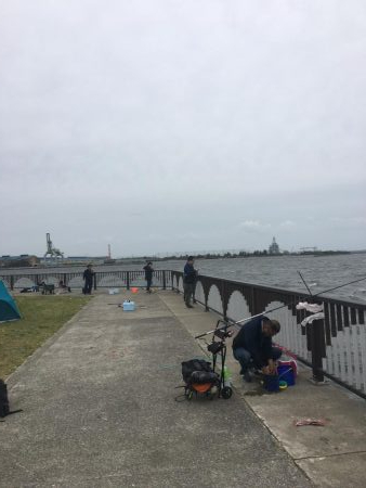 今年は鯖が長い!?