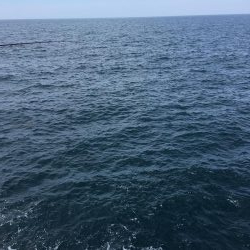 令和にて初のチヌ